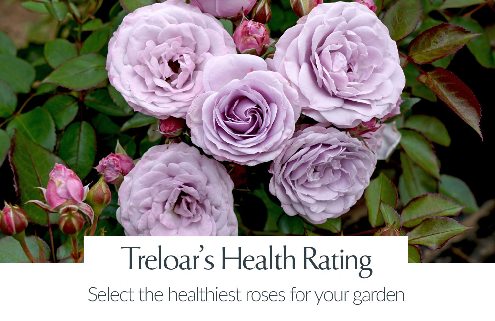 View Treloar's Health Rating